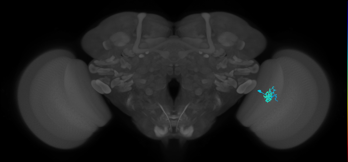 Dm10_R (MaleCNS:90557)