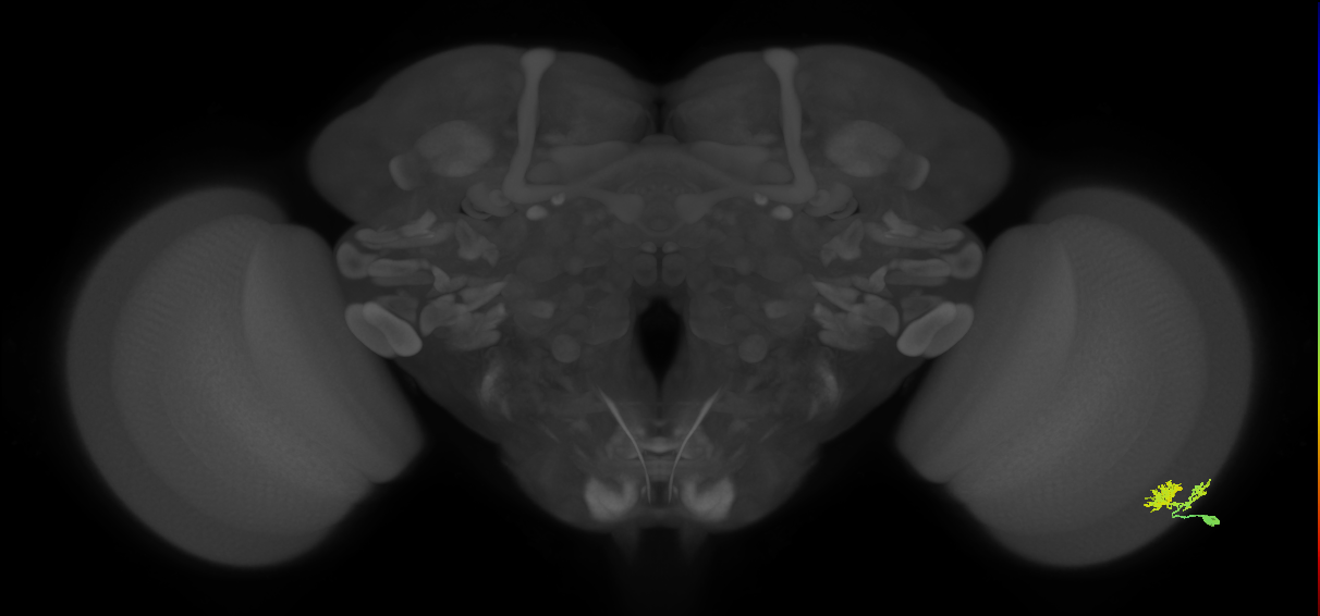 Dm10_R (MaleCNS:47205)