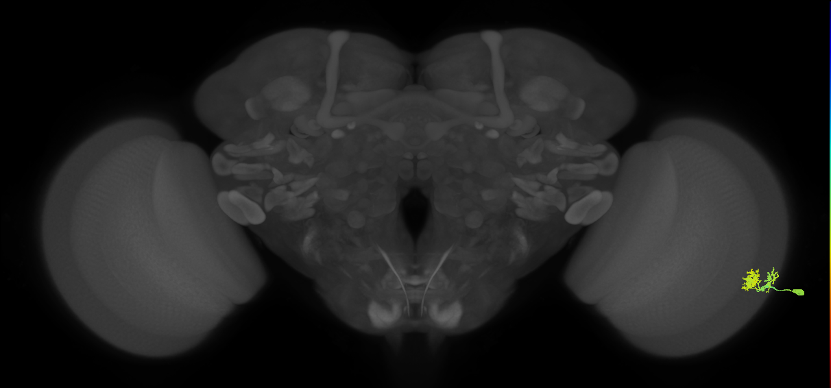 Dm10_R (MaleCNS:72813)