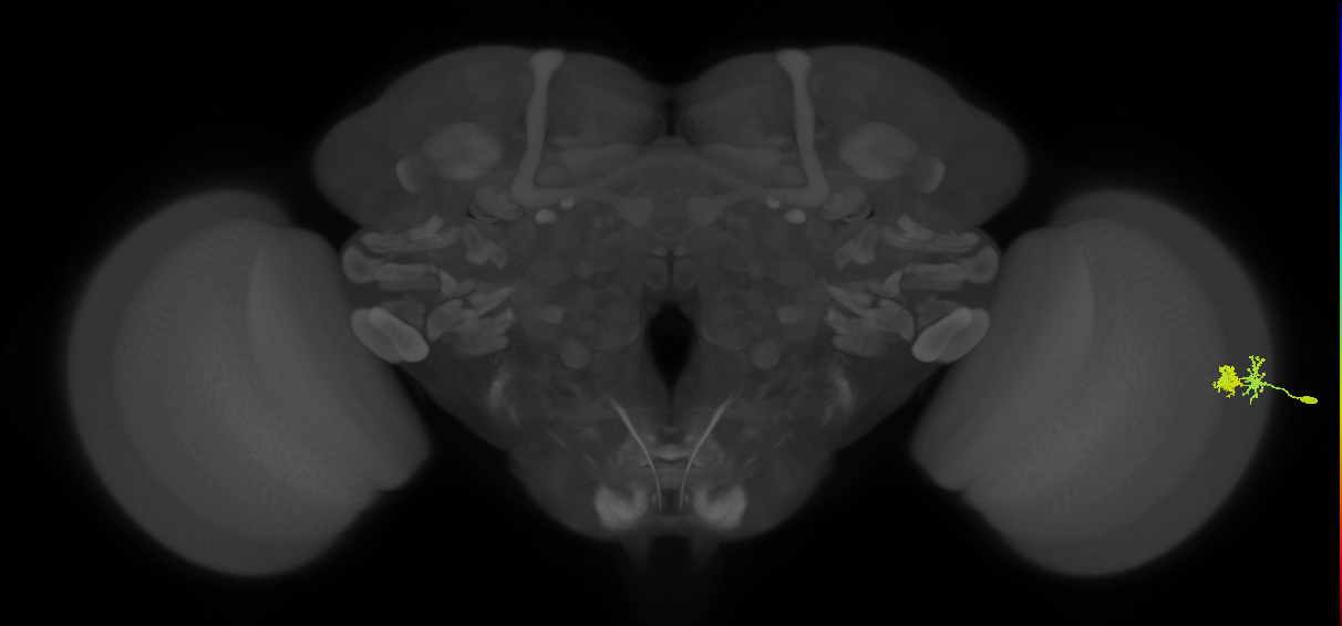 Dm10_R (MaleCNS:102815)