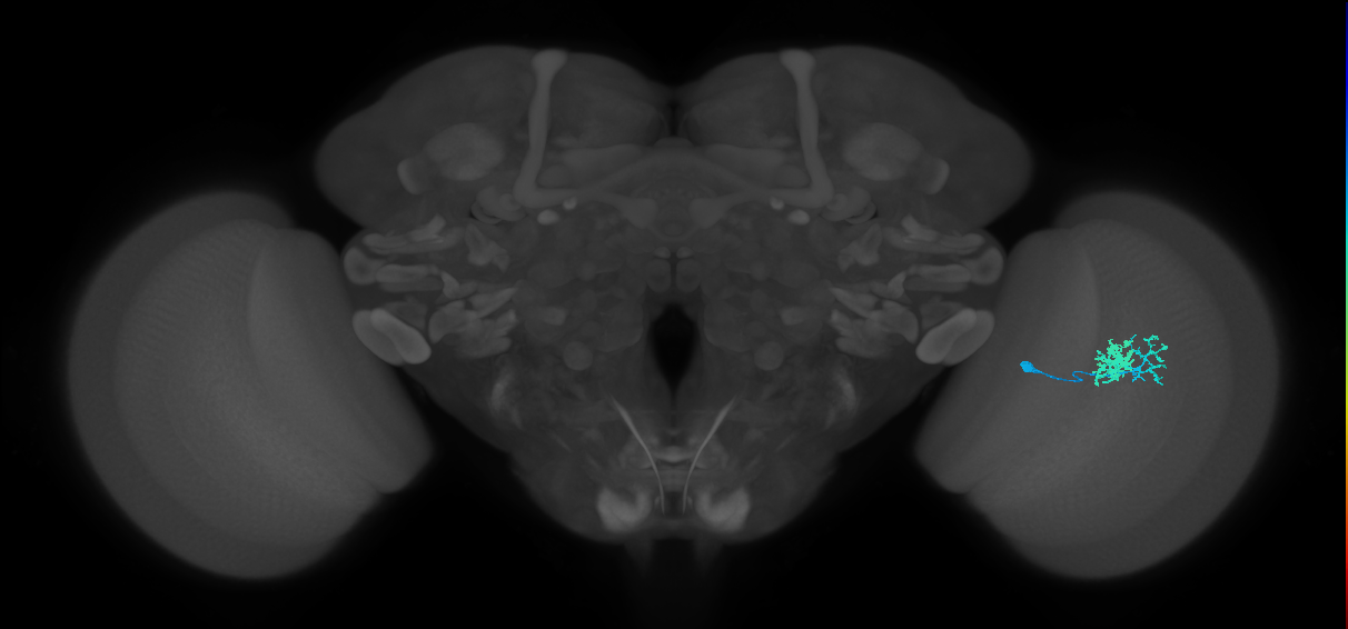 Dm10_R (MaleCNS:113274)