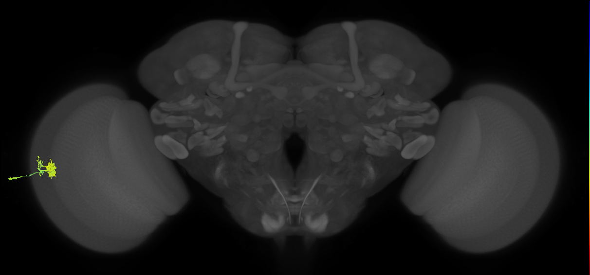 Dm10_L (MaleCNS:80934)