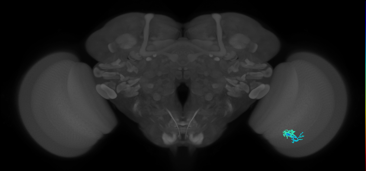Dm10_R (MaleCNS:70748)