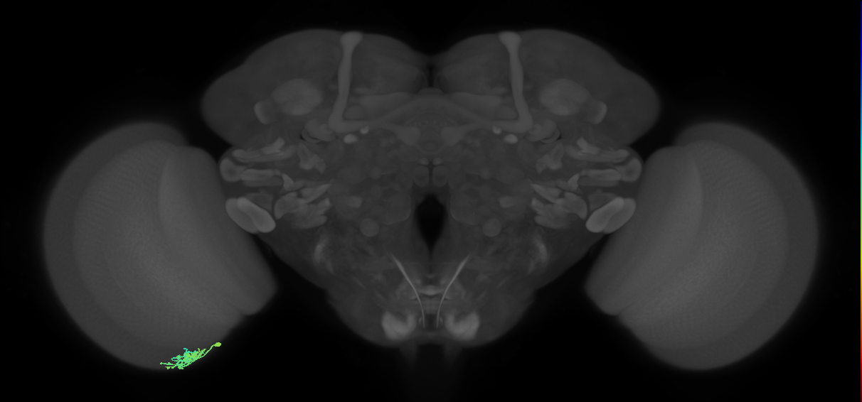 Dm10_L (MaleCNS:45880)