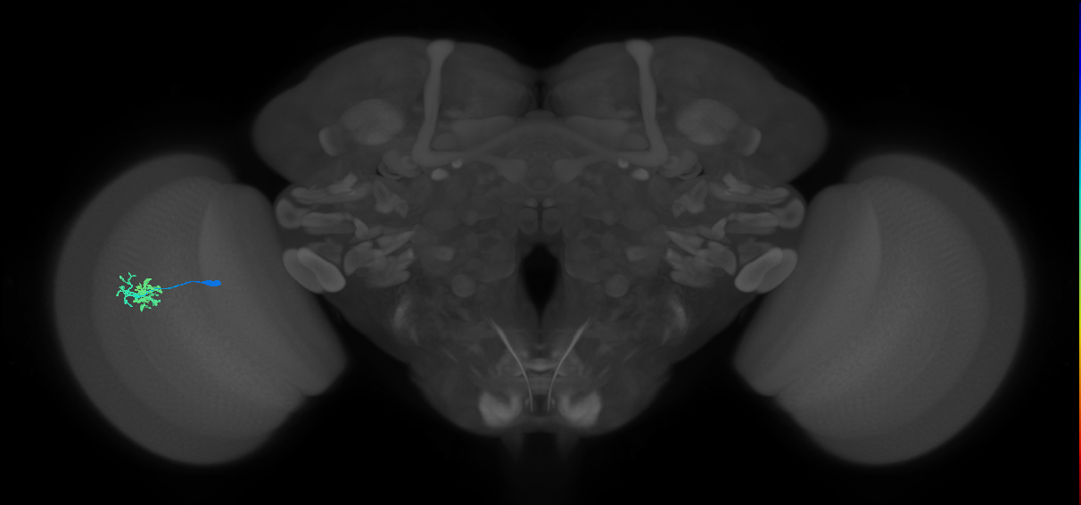 Dm10_L (MaleCNS:539688)