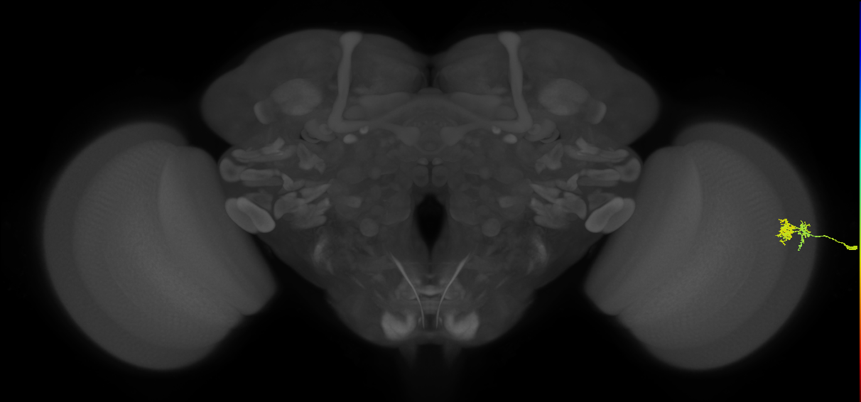 Dm10_R (MaleCNS:100438)