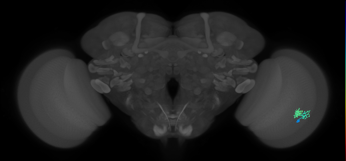 Dm10_R (MaleCNS:68429)