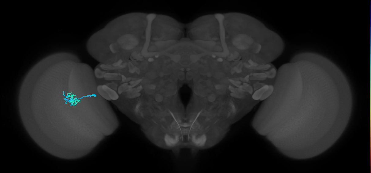 Dm10_L (MaleCNS:517531)
