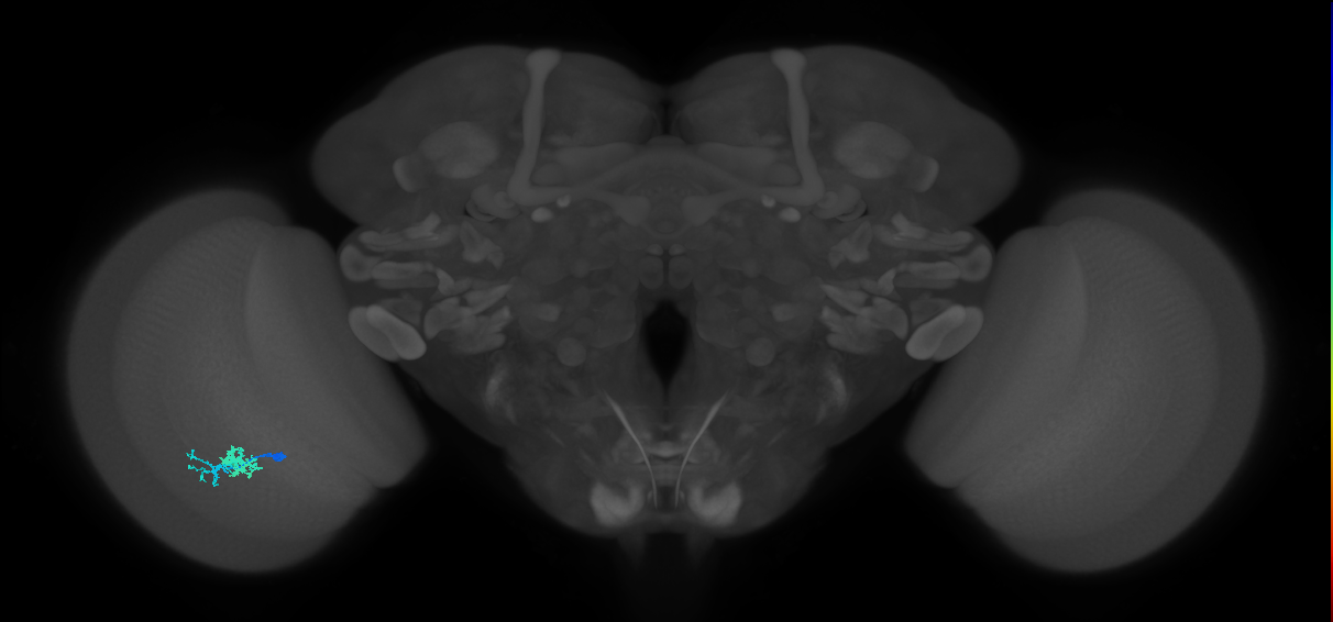 Dm10_L (MaleCNS:545934)