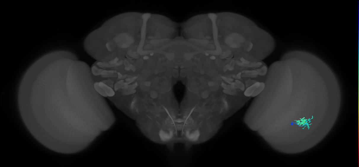Dm10_R (MaleCNS:119041)