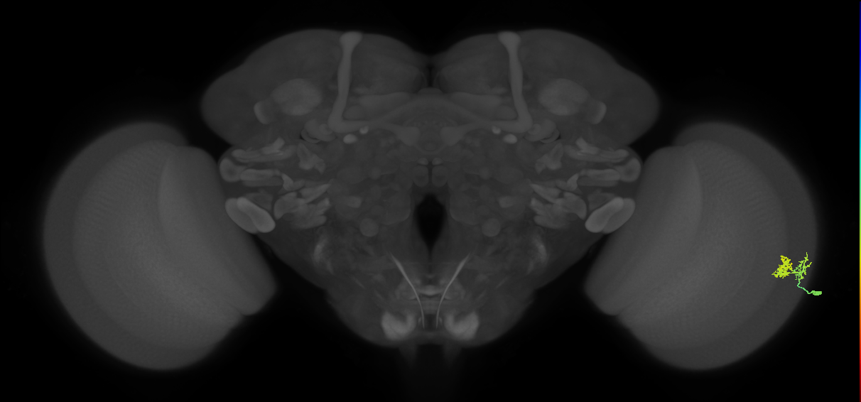 Dm10_R (MaleCNS:63233)