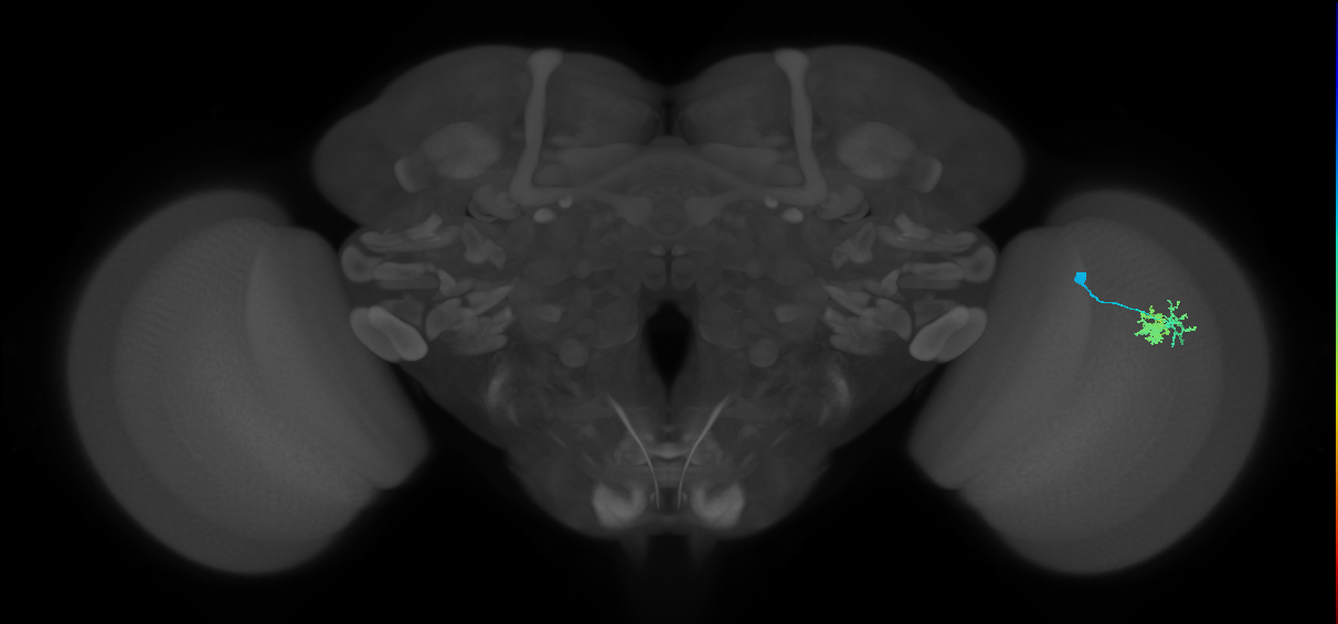Dm10_R (MaleCNS:69039)