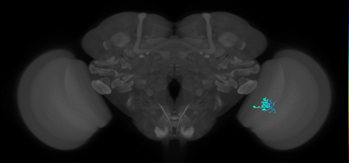 Dm10_R (MaleCNS:102941)