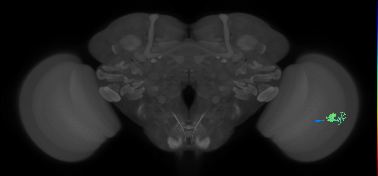 Dm10_R (MaleCNS:54263)