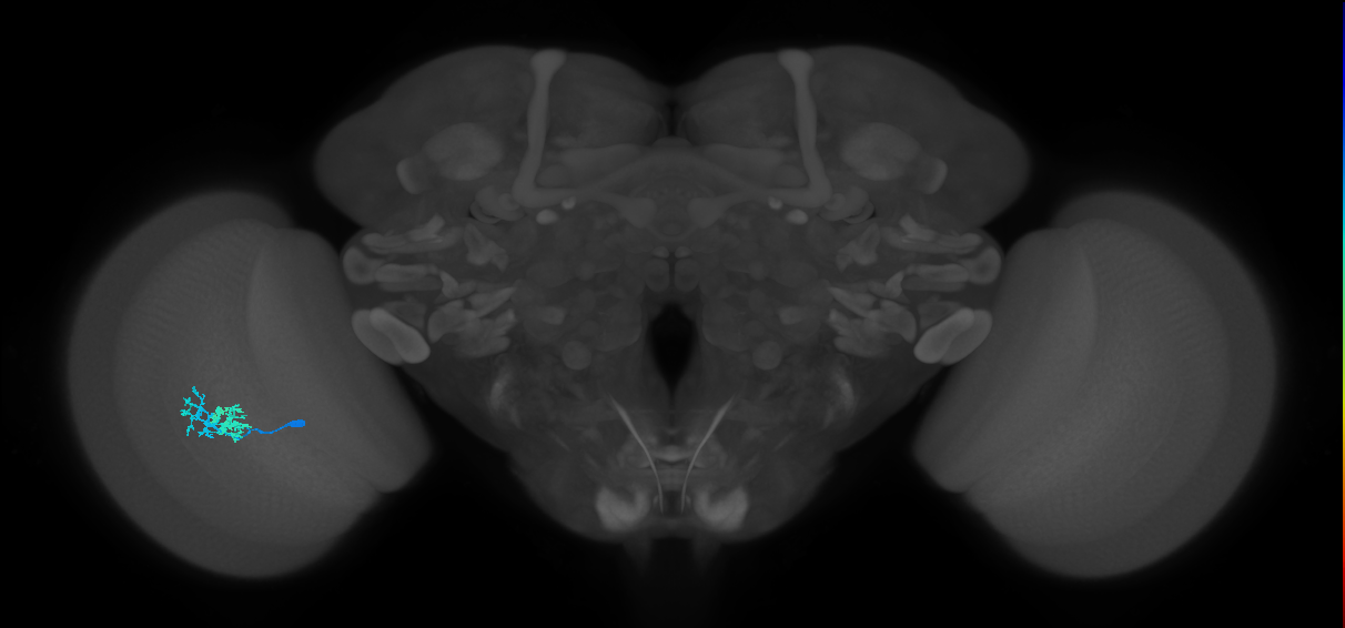 Dm10_L (MaleCNS:123631)