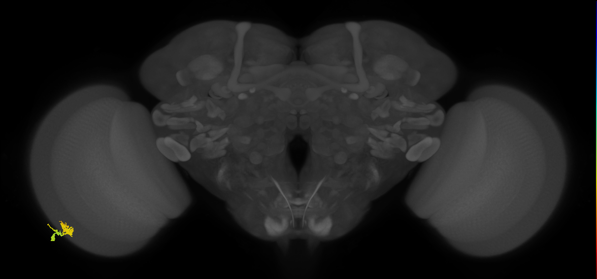 Dm10_L (MaleCNS:71556)