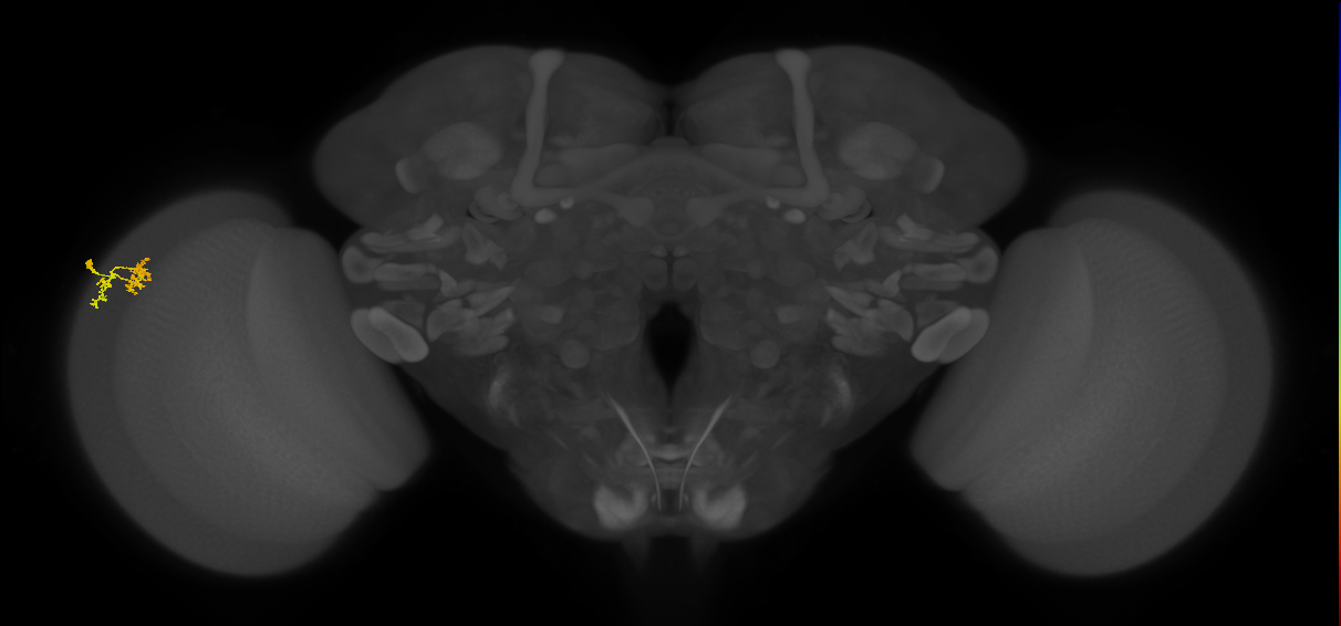 Dm10_L (MaleCNS:115634)