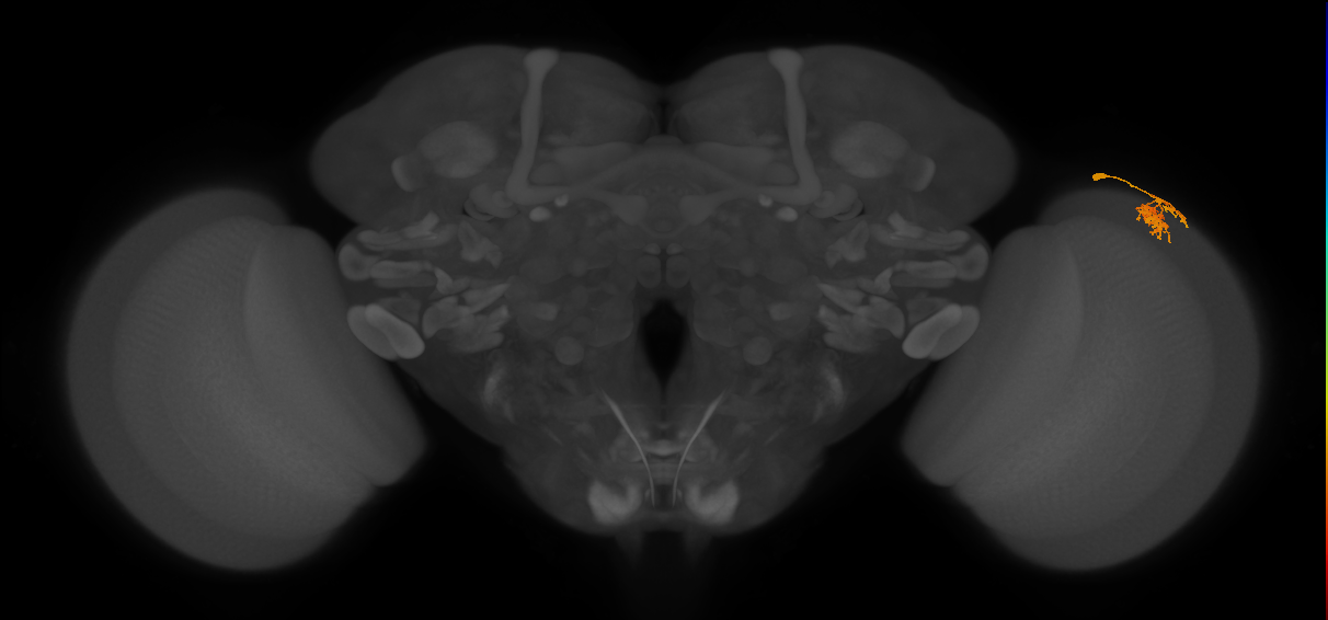 Dm10_R (MaleCNS:78427)
