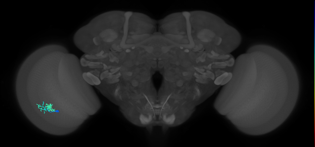 Dm10_L (MaleCNS:527248)