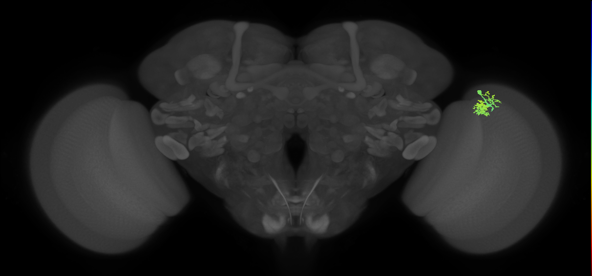 Dm10_R (MaleCNS:75452)
