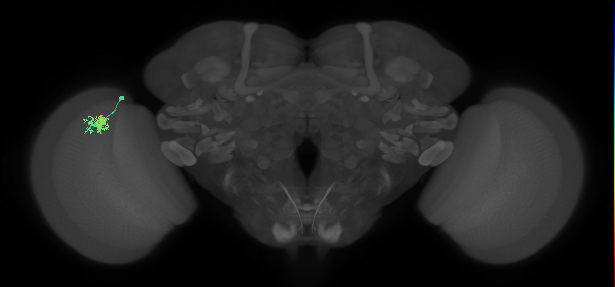 Dm10_L (MaleCNS:545010)