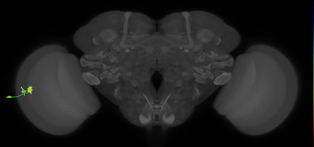 Dm10_L (MaleCNS:41138)