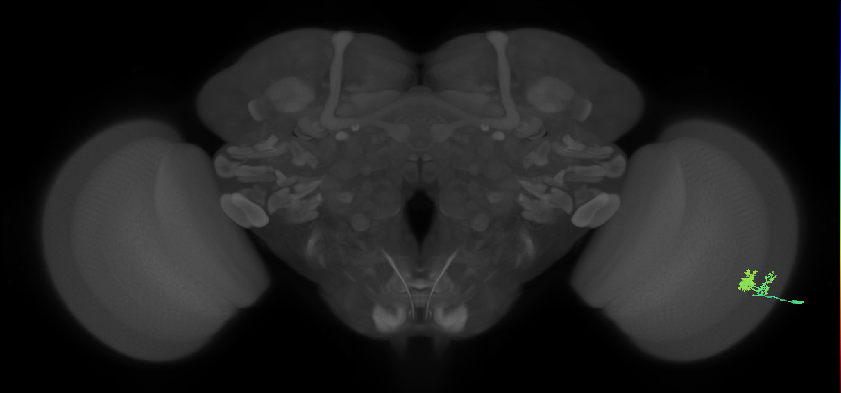 Dm10_R (MaleCNS:59228)