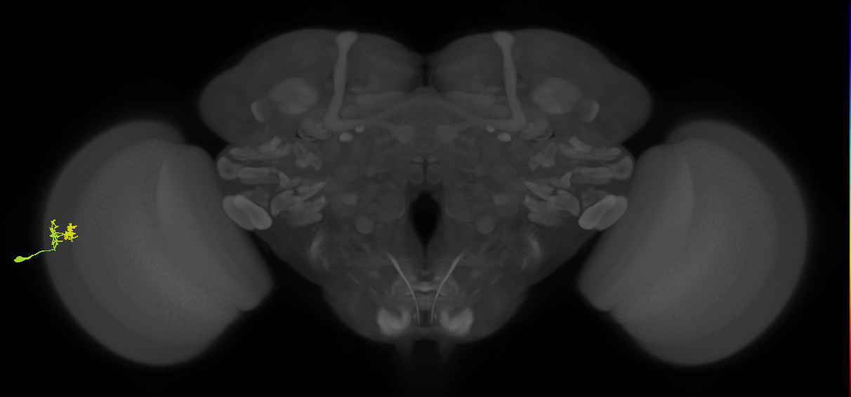 Dm10_L (MaleCNS:89117)