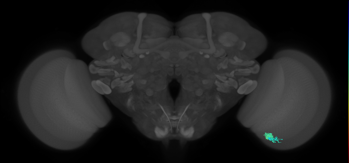 Dm10_R (MaleCNS:89111)