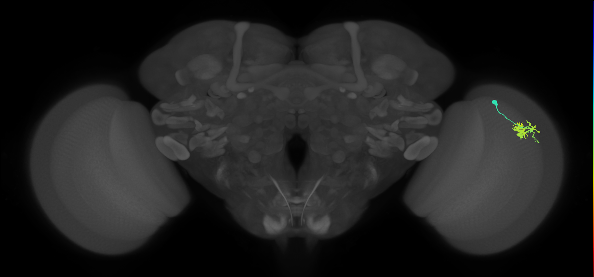 Dm10_R (MaleCNS:71956)
