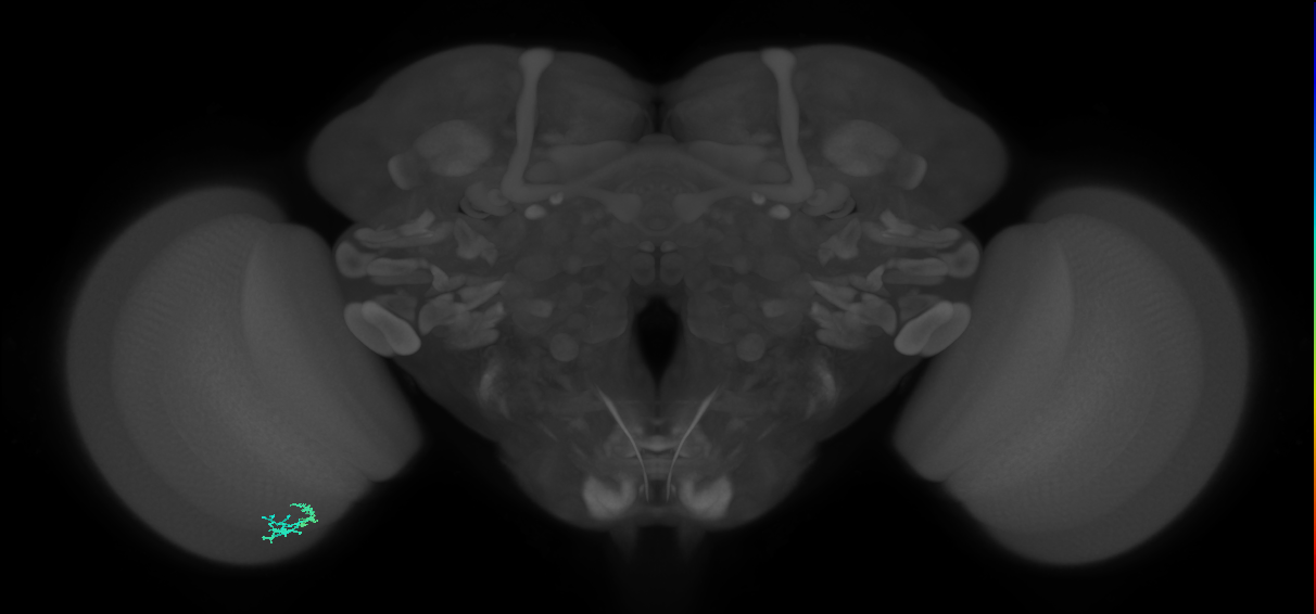 Dm10_L (MaleCNS:228089)