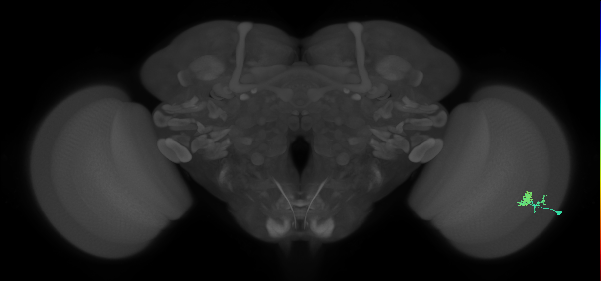 Dm10_R (MaleCNS:75690)