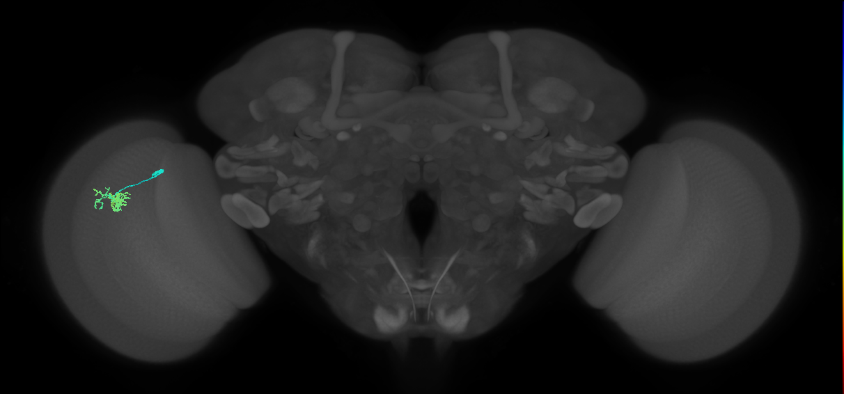 Dm10_L (MaleCNS:140181)