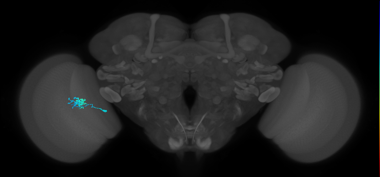 Dm10_L (MaleCNS:159236)