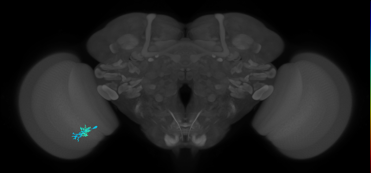 Dm10_L (MaleCNS:544252)