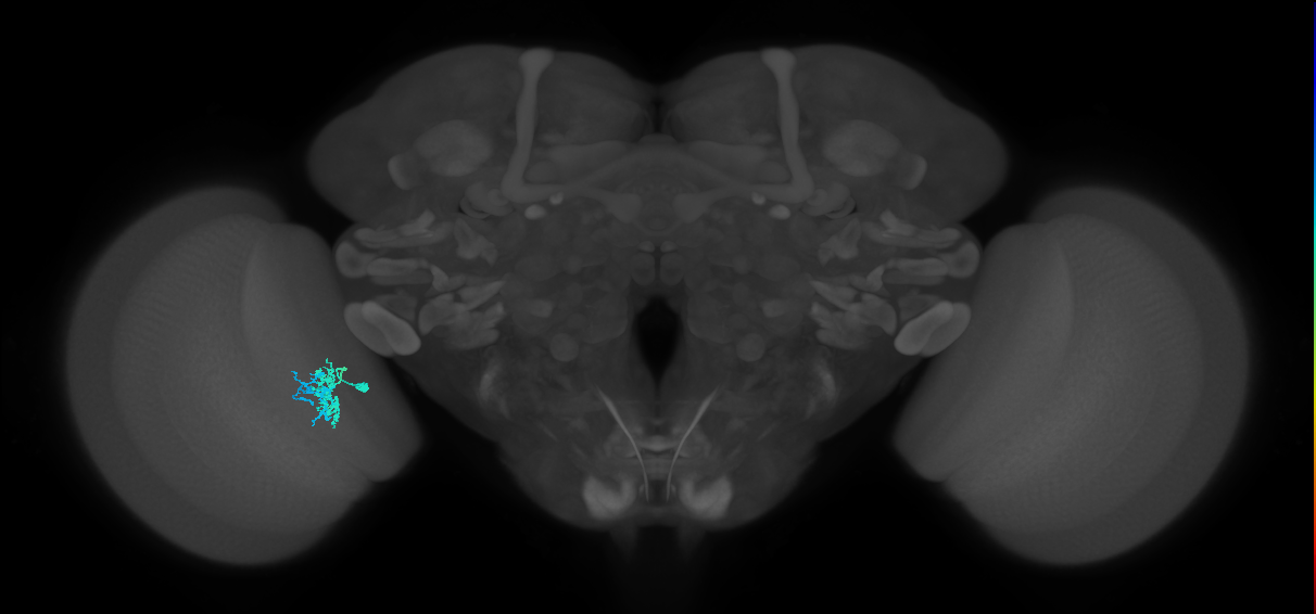 Dm10_L (MaleCNS:537922)