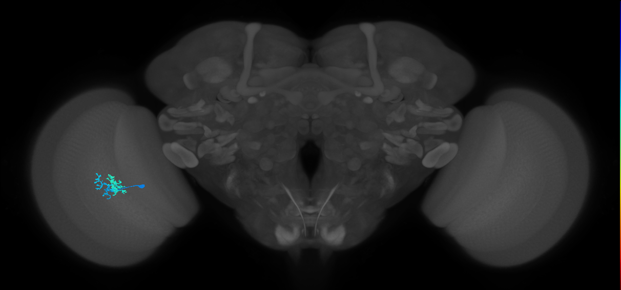 Dm10_L (MaleCNS:106136)