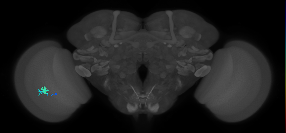 Dm10_L (MaleCNS:547129)