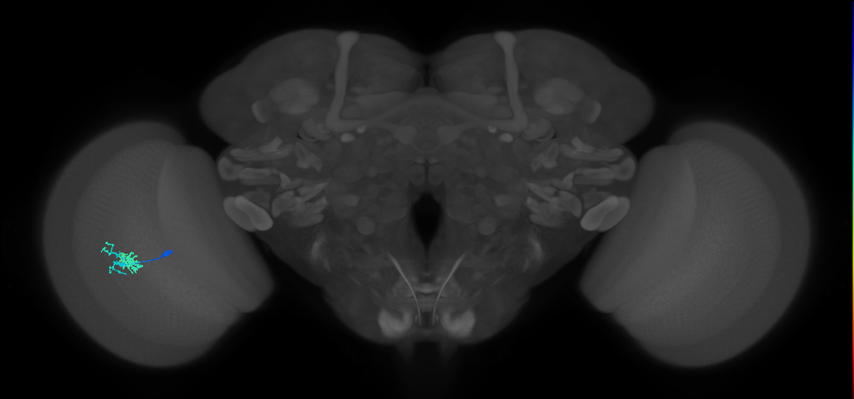 Dm10_L (MaleCNS:98021)
