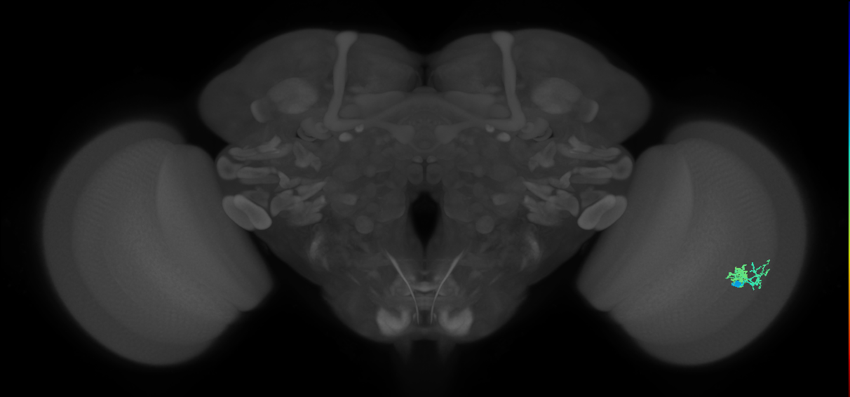 Dm10_R (MaleCNS:68650)