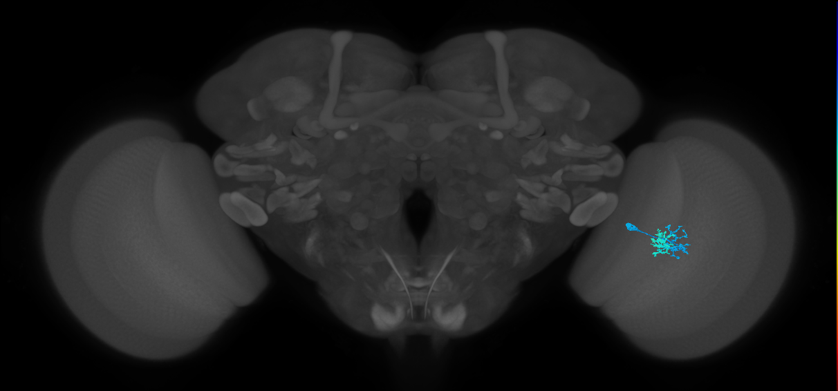 Dm10_R (MaleCNS:81619)