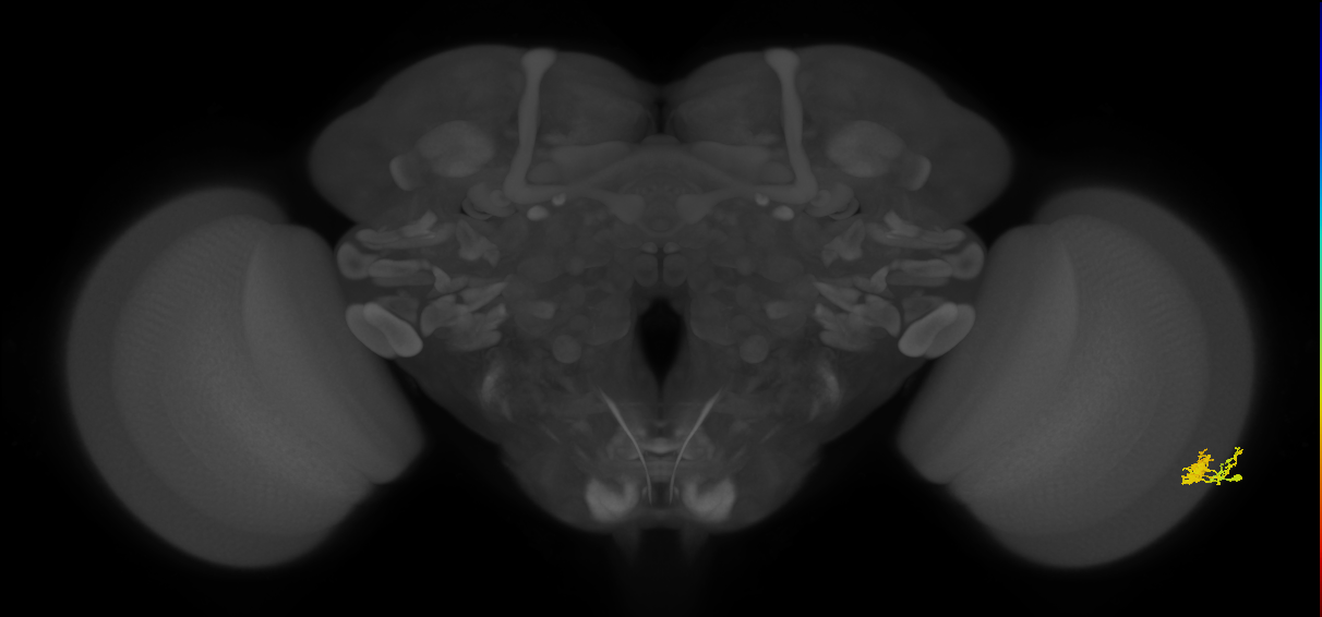 Dm10_R (MaleCNS:57915)