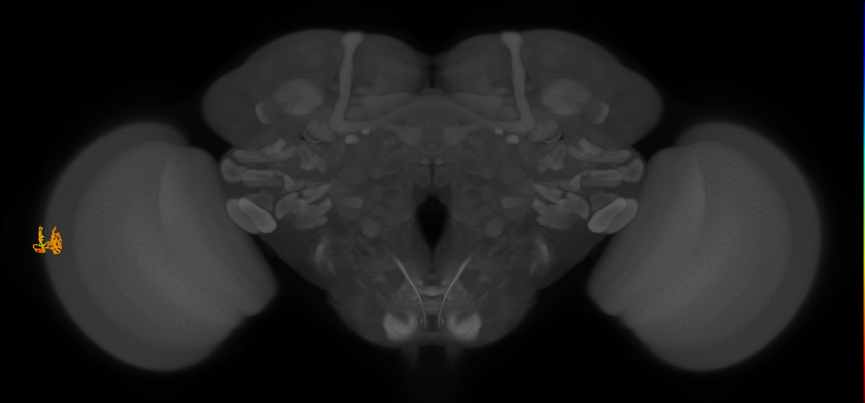 Dm10