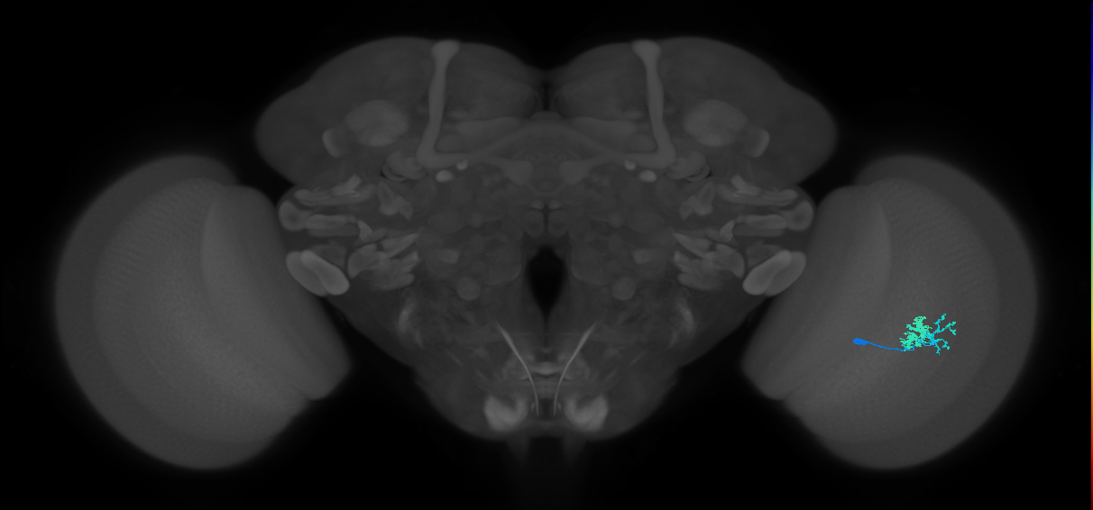 Dm10_R (MaleCNS:84507)