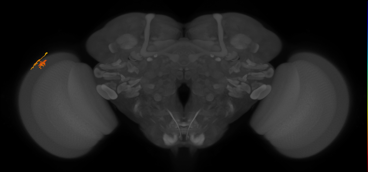 Dm10_L (MaleCNS:114909)