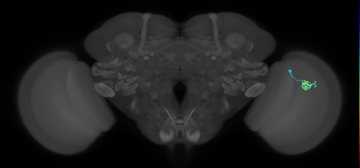 Dm10_R (MaleCNS:76588)