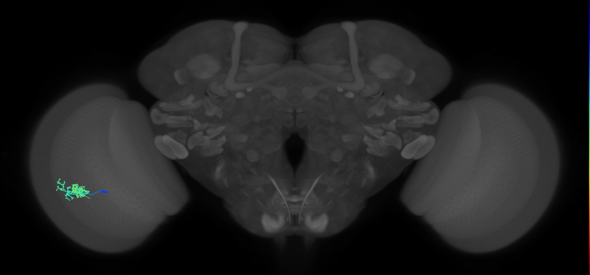 Dm10_L (MaleCNS:113838)