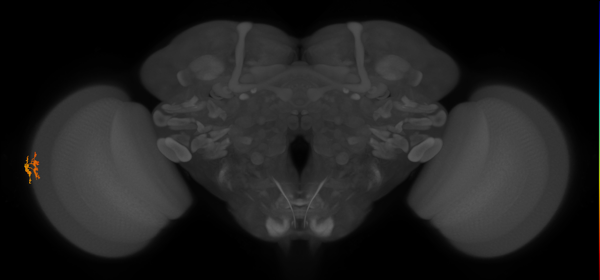 Dm10_L (MaleCNS:153309)