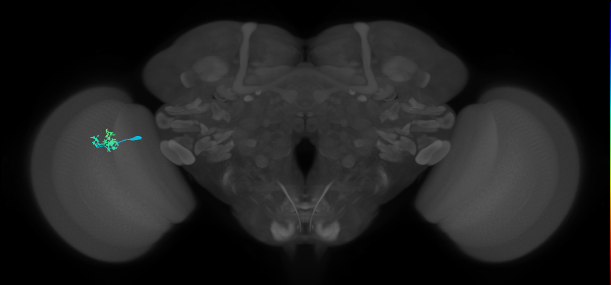 Dm10_L (MaleCNS:164054)
