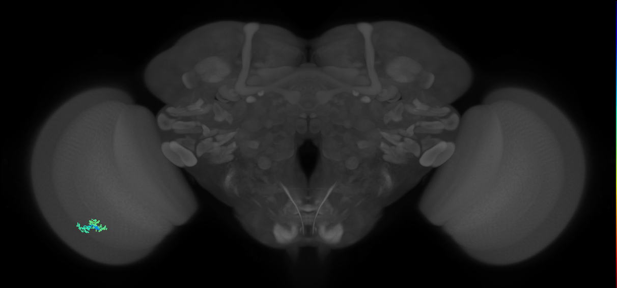 Dm10_L (MaleCNS:101934)